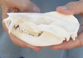 For Sale 5" Opossum Skull - $45