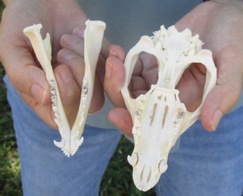 For Sale 5" Opossum Skull - $45