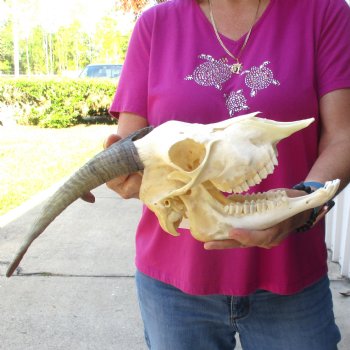 Authentic Domestic Goat skull with mandible 9-1/2 inch horns - $105