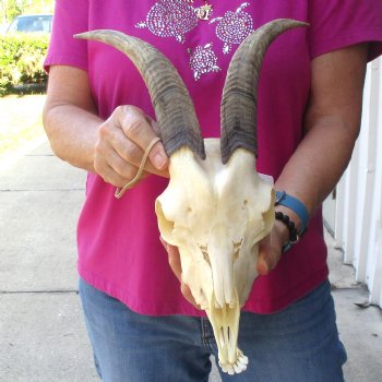 Authentic Domestic Goat skull with mandible 9-1/2 inch horns - $105