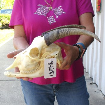Authentic Domestic Goat skull with mandible 9-1/2 inch horns - $105