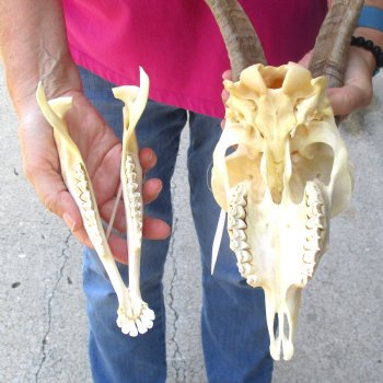 Authentic Domestic Goat skull with mandible 9-1/2 inch horns - $105