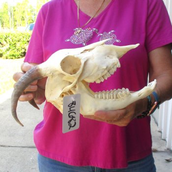 Authentic Domestic Goat skull with mandible 6-1/2 inch horns - $105