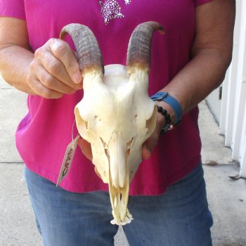 Authentic Domestic Goat skull with mandible 6-1/2 inch horns - $105