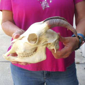 Authentic Domestic Goat skull with mandible 6-1/2 inch horns - $105