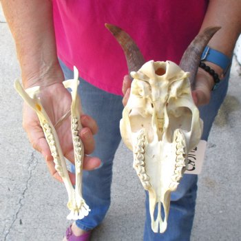 Authentic Domestic Goat skull with mandible 6-1/2 inch horns - $105