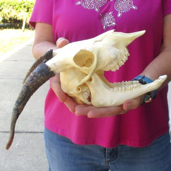 Authentic Domestic Goat skull with mandible 7-1/4 inch horns - $105