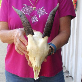 Authentic Domestic Goat skull with mandible 7-1/4 inch horns - $105