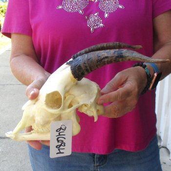 Authentic Domestic Goat skull with mandible 7-1/4 inch horns - $105