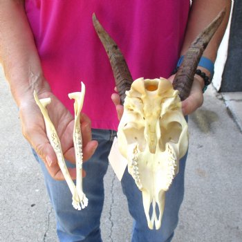 Authentic Domestic Goat skull with mandible 7-1/4 inch horns - $105