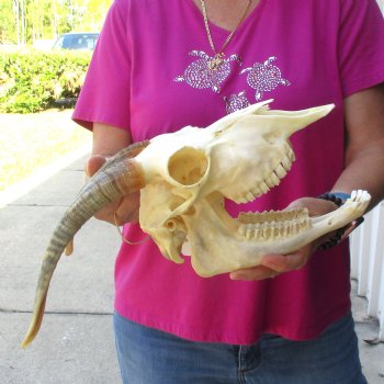 Authentic Domestic Goat skull with mandible 9-1/2 inch horns - $105