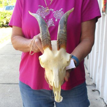 Authentic Domestic Goat skull with mandible 9-1/2 inch horns - $105