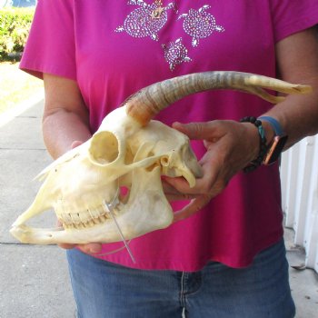 Authentic Domestic Goat skull with mandible 9-1/2 inch horns - $105