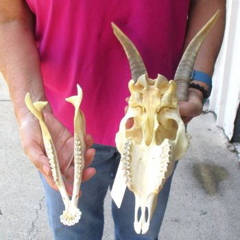 Authentic Domestic Goat skull with mandible 9-1/2 inch horns - $105