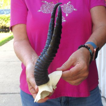 Buy this B-Grade Male Springbok Skull Plate with 11-1/2 & 9-1/2" Horns for $18