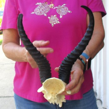 Buy this B-Grade Male Springbok Skull Plate with 11-1/2 & 9-1/2" Horns for $18