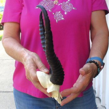 Buy this B-Grade Male Springbok Skull Plate with 11-1/2 & 9-1/2" Horns for $18