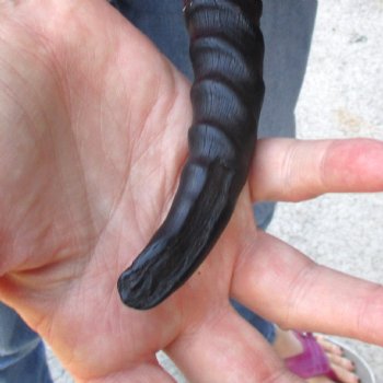 Buy this B-Grade Male Springbok Skull Plate with 11-1/2 & 9-1/2" Horns for $18