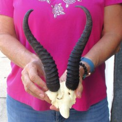 Buy this B-Grade Male Springbok Skull Plate with 10"-1/4 Horns for $18