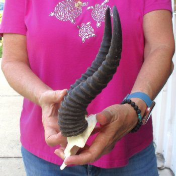 Buy this B-Grade Male Springbok Skull Plate with 10"-3/4 Horns for $18