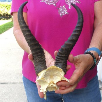 Buy this B-Grade Male Springbok Skull Plate with 10"-3/4 Horns for $18