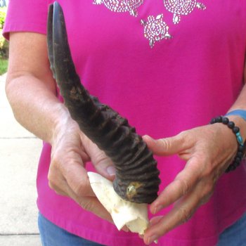 Buy this B-Grade Male Springbok Skull Plate with 10"-3/4 Horns for $18