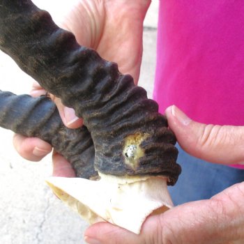 Buy this B-Grade Male Springbok Skull Plate with 10"-3/4 Horns for $18