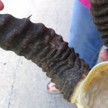 Buy this B-Grade Male Springbok Skull Plate with 10"-3/4 Horns for $18