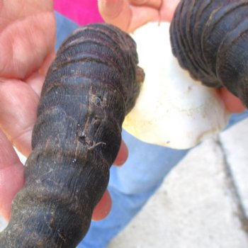 Buy this B-Grade Male Springbok Skull Plate with 10"-3/4 Horns for $18