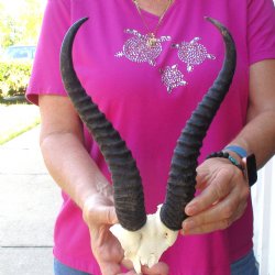 Buy this B-Grade Male Springbok Skull Plate with 11-1/4" Horns for $18