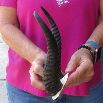 Buy this B-Grade Male Springbok Skull Plate with 9-1/2" Horns for $18