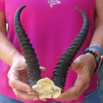 Buy this B-Grade Male Springbok Skull Plate with 9-1/2" Horns for $18