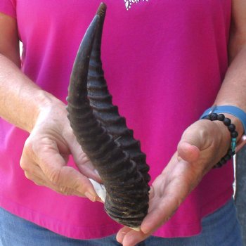 Buy this B-Grade Male Springbok Skull Plate with 9-1/2" Horns for $18