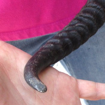 Buy this B-Grade Male Springbok Skull Plate with 9-1/2" Horns for $18