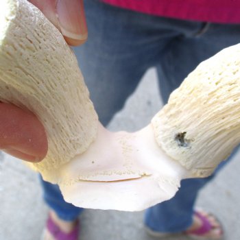 Buy this B-Grade Male Springbok Skull Plate with 9-1/2" Horns for $18