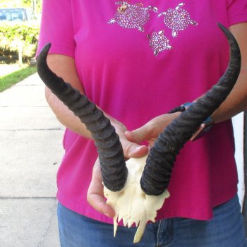 Buy this B-Grade Male Springbok Skull Plate with 10-1/2 & 9-1/2"Horns for $18