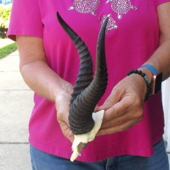 Buy this B-Grade Male Springbok Skull Plate with 10-1/2 & 9-1/2"Horns for $18