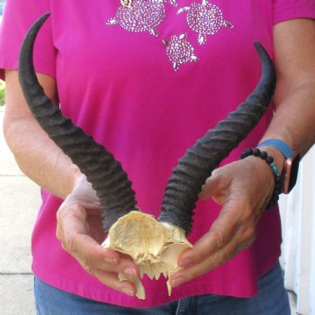 Buy this B-Grade Male Springbok Skull Plate with 10-1/2 & 9-1/2"Horns for $18