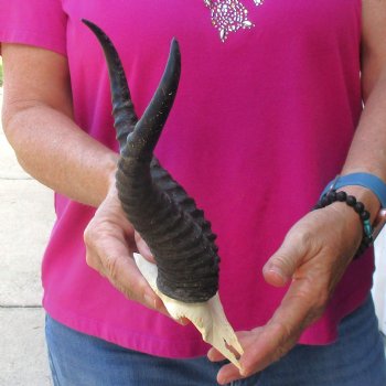 Buy this B-Grade Male Springbok Skull Plate with 10-1/2 & 9-1/2"Horns for $18