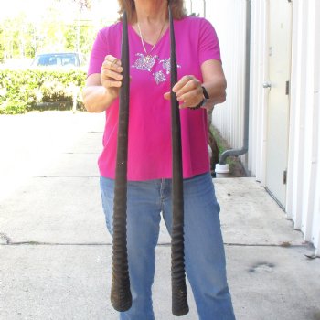 2 Piece Lot of 33 Inch Authentic African Gemsbok, Oryx horns available for purchase $46/lot