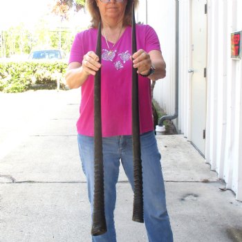 2 Piece Lot of 33 Inch Authentic African Gemsbok, Oryx horns available for purchase $46/lot