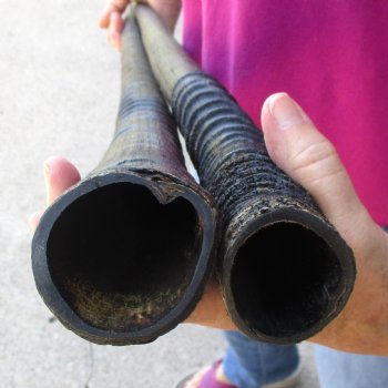 2 Piece Lot of 33 Inch Authentic African Gemsbok, Oryx horns available for purchase $46/lot