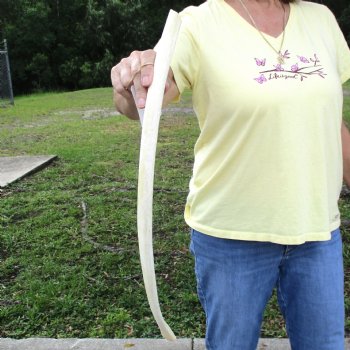 Buy this 23-3/4" Giraffe Rib Bone for $50