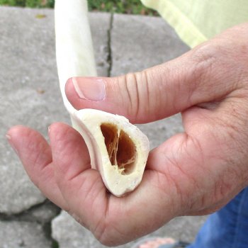 Buy this 23-3/4" Giraffe Rib Bone for $50
