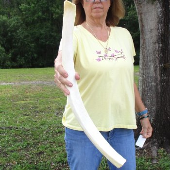 Buy this 26" Giraffe Rib Bone for $50