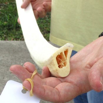 Buy this 26" Giraffe Rib Bone for $50