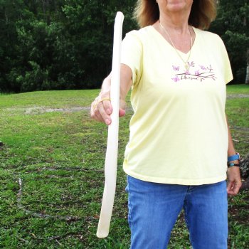 Buy this 28" Giraffe Rib Bone for $50