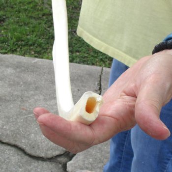 Buy this 28" Giraffe Rib Bone for $50