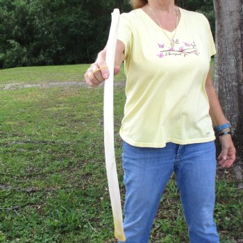 Buy this 33" Giraffe Rib Bone for $50