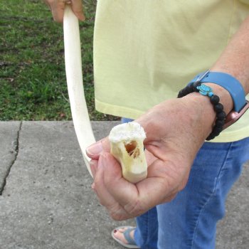 Buy this 33" Giraffe Rib Bone for $50